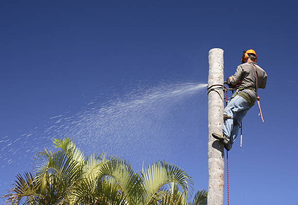 How Our Tree Care Process Works  in  Lakeside, MT