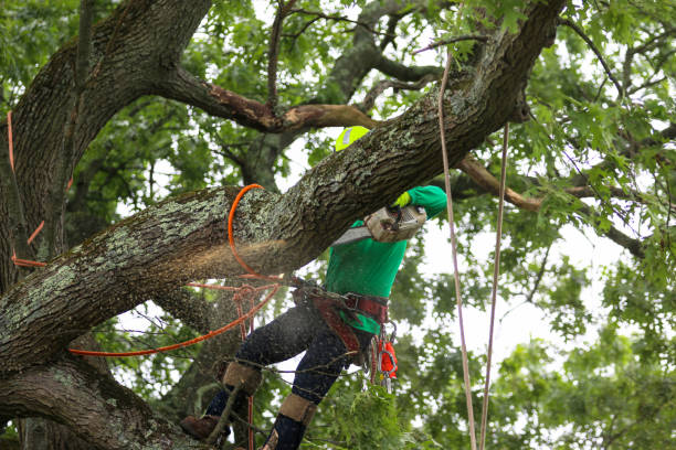 Best Tree Maintenance Programs  in Lakeside, MT