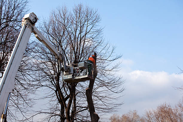 Best Utility Line Clearance  in Lakeside, MT